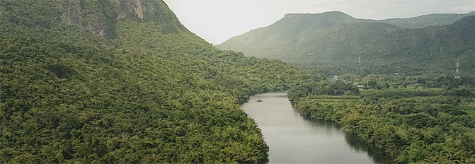 Forêt