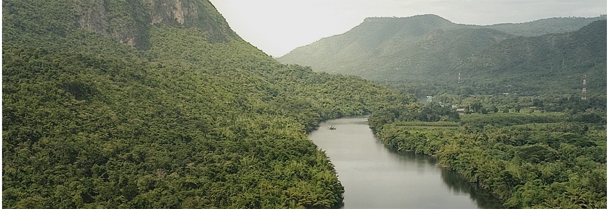 Forêt